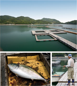 香川県東かがわ市の海上釣り堀 ソルトレイクひけた Fish Hook の情報