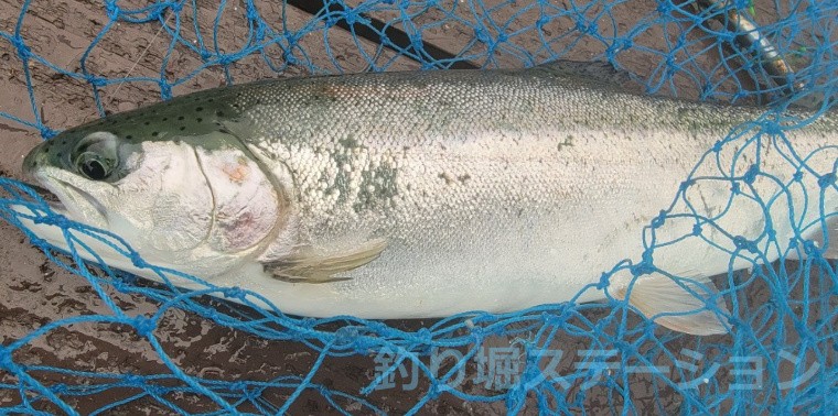 釣行記 福井県 海上釣堀フィッシングレインボー で時期限定の魚を釣る
