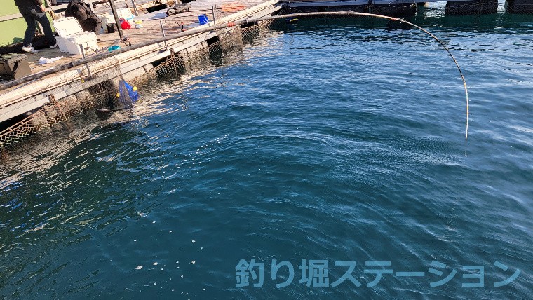 海上釣り堀で高級魚を釣ろう タックル エサ 釣り方を解説